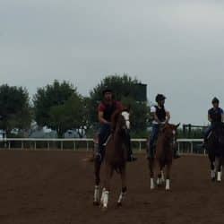 horses on a race track