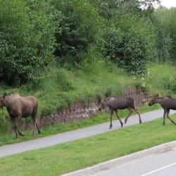 moose in alaska