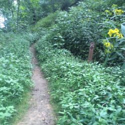 hiking trail surrounded by green bushes