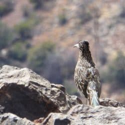 desert bird in Big Bend National Park