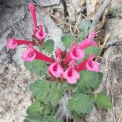pink flowers in Big Bend