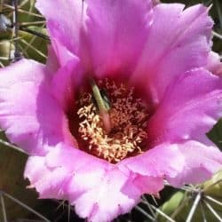 desert flower in Big Bend National Park