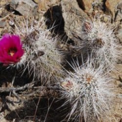 cactus with pink flower