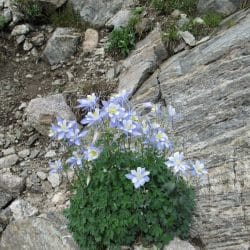 colorado purple flowers