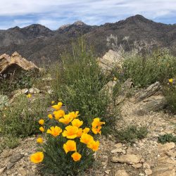 yellow flowers on a trail