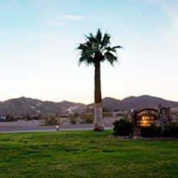 Palm tree in the desert