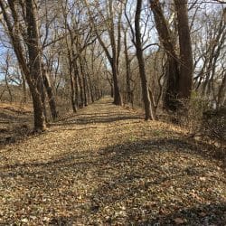 woodsy road with trees