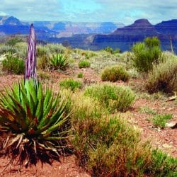 desert plants