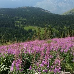 pink flowers in a field