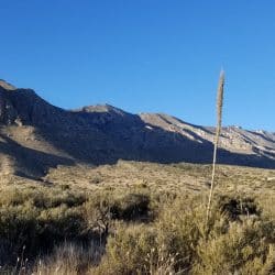 With a blue sky backdrop, Guadalupe Peak rises above the sagebrush plains of Guadelupe Mountains National Park