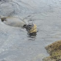 turtle in a shallow pool of water