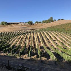 Cycling past california vineyards in the Santa Ynez valley