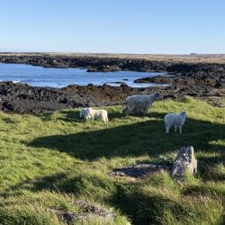 Djupalonssander hike with sheep
