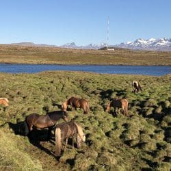 Husafell hike in Iceland with horses