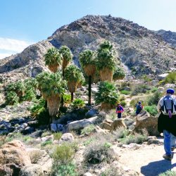 Hikers follow the rocky trail across the Mojave Desert towards Lost Palm Oasis in Joshua Tree National Park, California