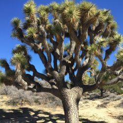 Large Joshua Tree in Joshua Tree National Park
