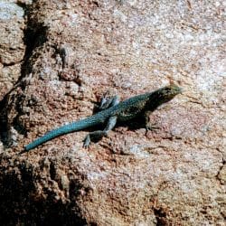 lizard