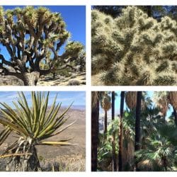 collage of 4 joshua tree plants