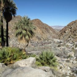 joshua tree national park