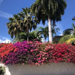 Bougainvillea flowers and palm trees Key West
