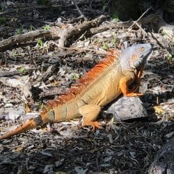 Giant orange lizard