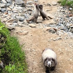 Marmot in North Cascades National Park