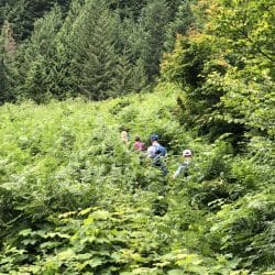 Panther Creek ferns in North Cascades National Park