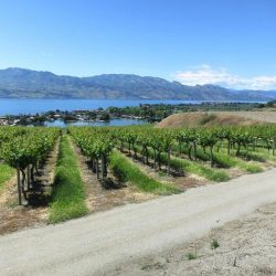 Vineyards along the Columbia River Gorge