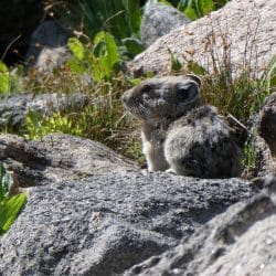 small animal on a hike