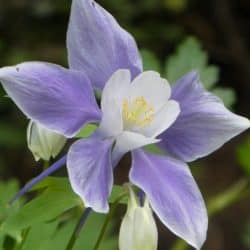 Beautiful purple flower