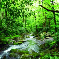 river surrounded by green trees