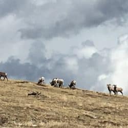 Goats on a mountain