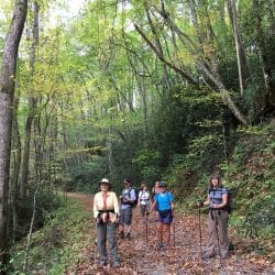 green covered hiking trail