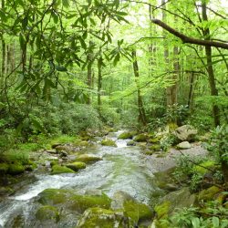A clear stream flows through a vibrant green forest in the Great Smoky Mountains National Park.