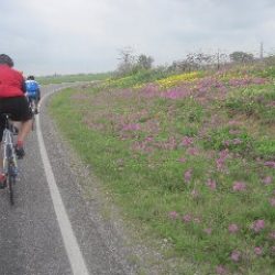 Cycling along a flower filled field in Texas