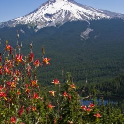 Columbine and Mt. Hood from summit of Tom, Dick & Harry