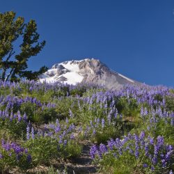 Lupine in bloom below Mt. Hood, OR