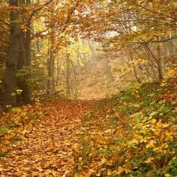 vermont fall foliage