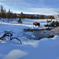 A bison standing in the snow in Yellowstone