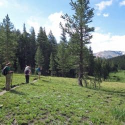 Field in Yosemite National Park