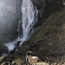 waterfall in yellowstone national park