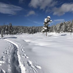 Snowshoe trail in the meadows of Flagg Ranch Yellowstone country