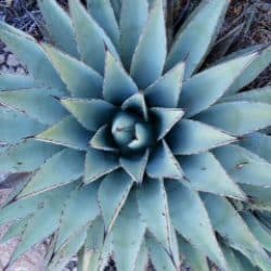 desert plant