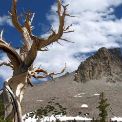 Bristlecone Pine with Wheeler Peak in background, Great Basin National Park