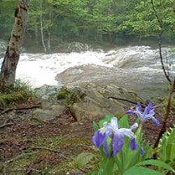 river surrounded by green trees