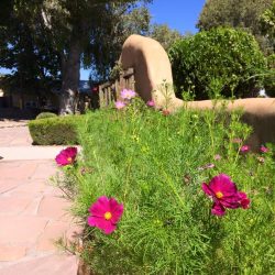 pink flowers in new mexico