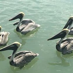 pelicans in the ocean