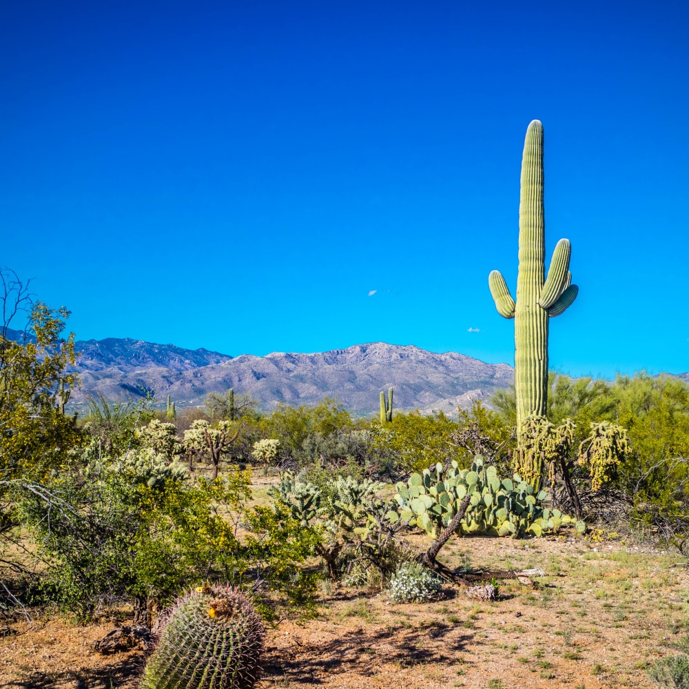 A Cyclist’s Guide to Tucson